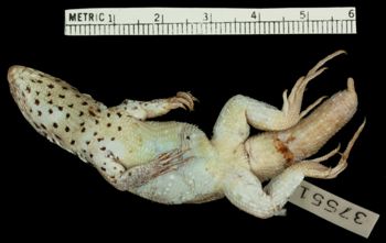Media type: image;   Herpetology R-37551 Aspect: ventral